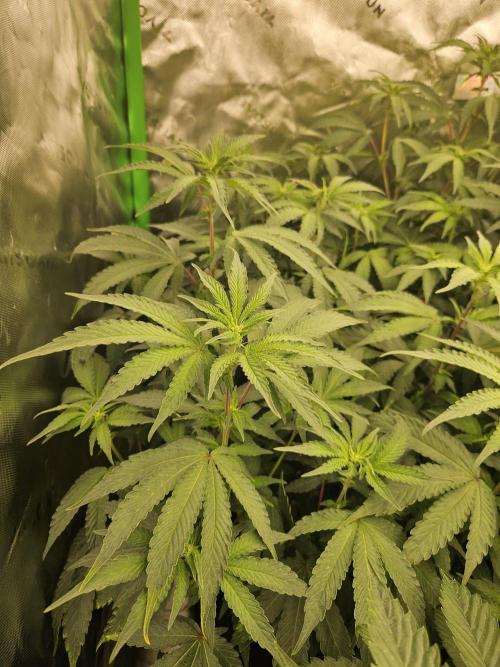 Zoapz 34 - HnnyHmp. Week 9