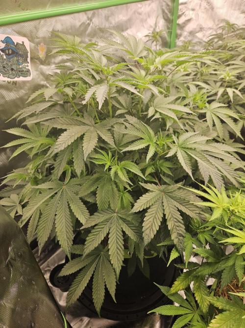 Gas Gimlet - Wizard Trees #3. Week 9