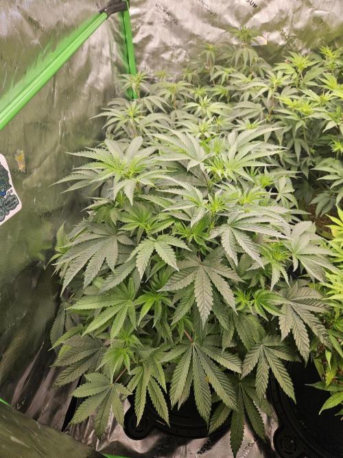 Gas Gimlet - Wizard Trees #3. Week 9