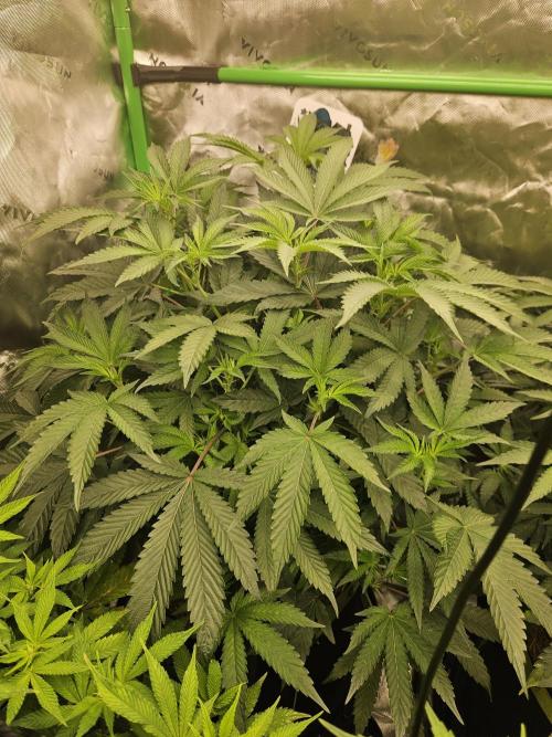 Gas Gimlet - Wizard Trees #3. Week 9