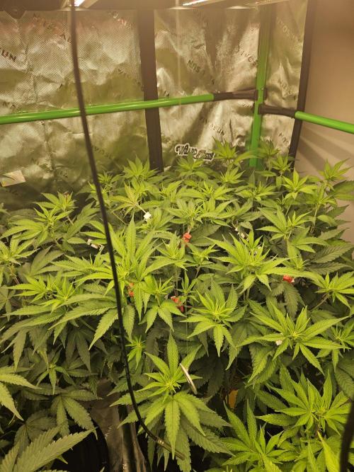 Chicken n' Wafflez. Week 9