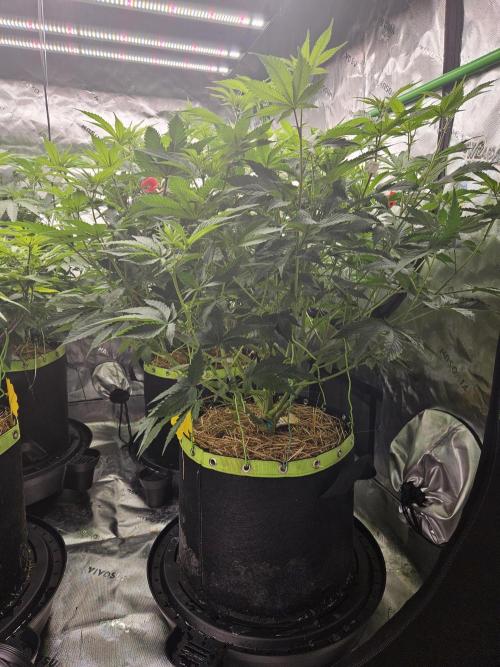 Chicken n’ Wafflez. Week 9