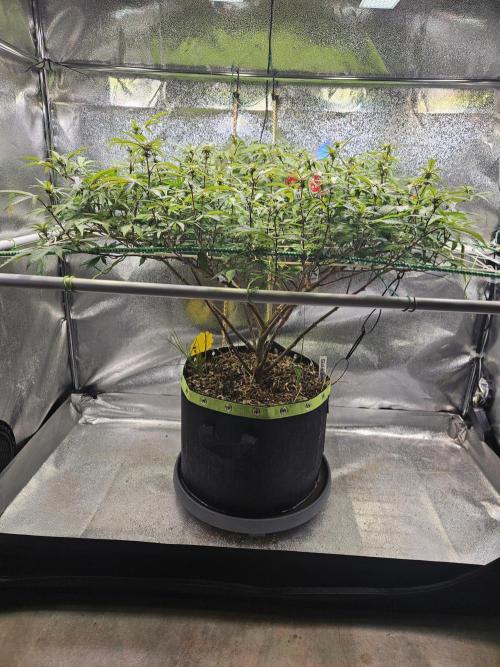 Slushberry Mintz - Outdoor vs Indoor. Week 15