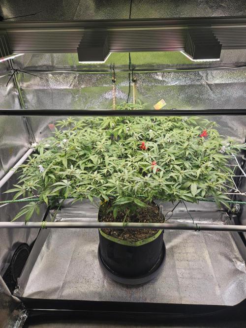 Slushberry Mintz - Outdoor vs Indoor. Week 15