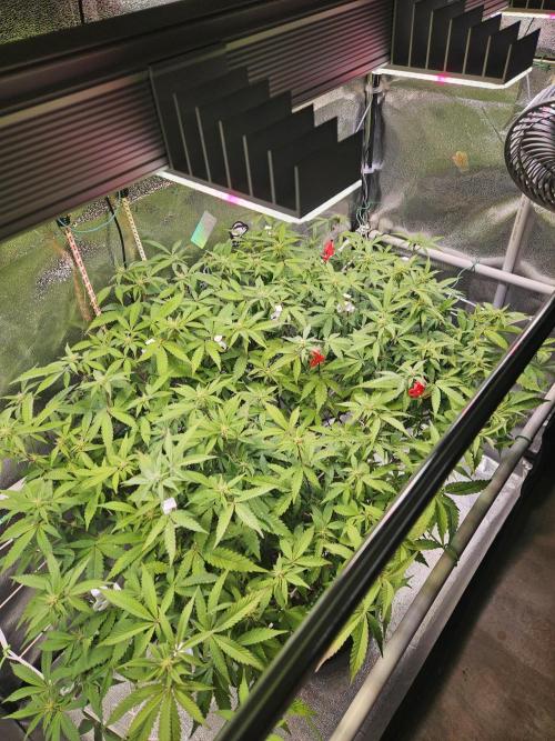 Slushberry Mintz - Outdoor vs Indoor. Week 15