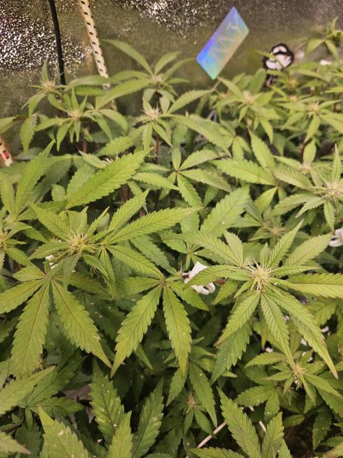 Slushberry Mintz - Outdoor vs Indoor. Week 15