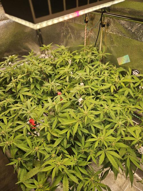 Slushberry Mintz - Outdoor vs Indoor. Week 15