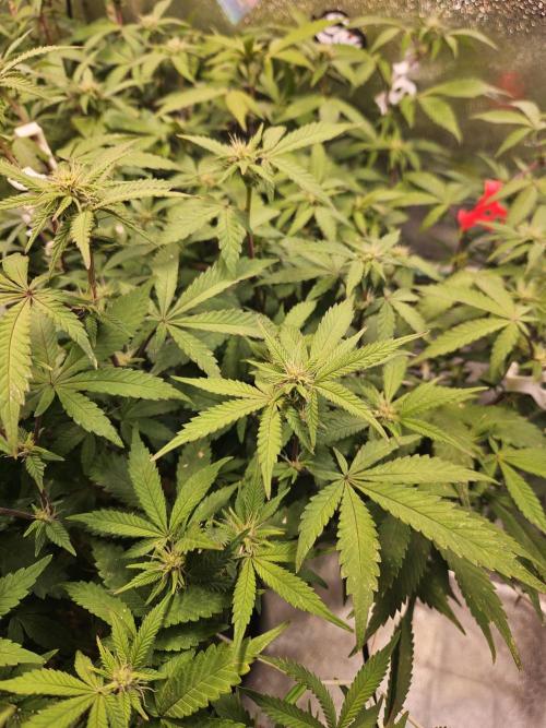 Slushberry Mintz - Outdoor vs Indoor. Week 15