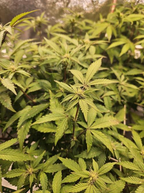 Slushberry Mintz - Outdoor vs Indoor. Week 15