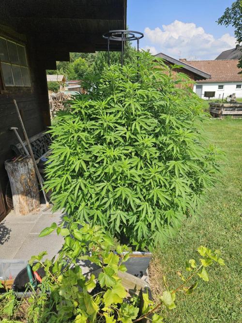 Slushberry Mintz - Outdoor vs Indoor. Week 15