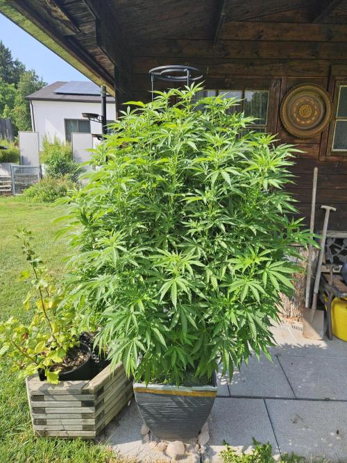 Slushberry Mintz - Outdoor vs Indoor. Week 15