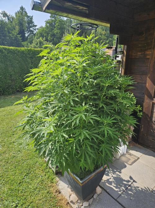 Slushberry Mintz - Outdoor vs Indoor. Week 15
