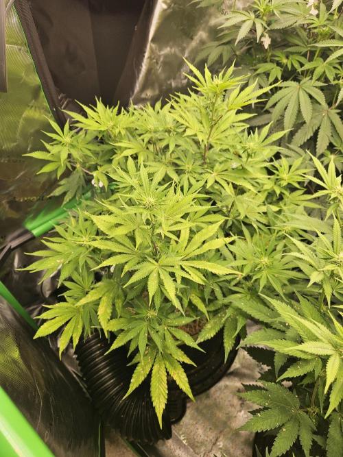 Geist Grow – Geist Grow OG S1. Week 10