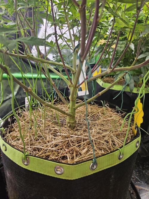Geist Grow – Geist Grow OG S1. Week 10