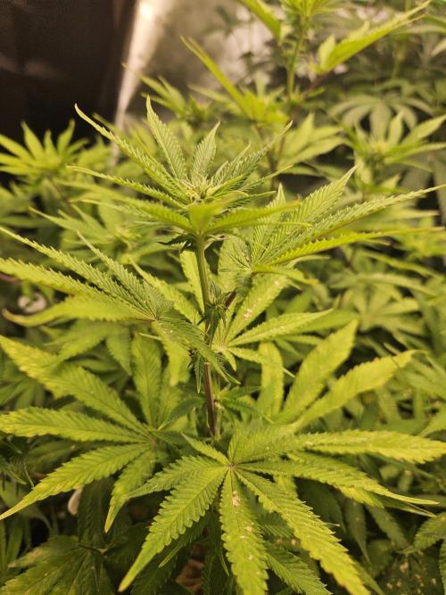Geist Grow – Geist Grow OG S1. Week 10