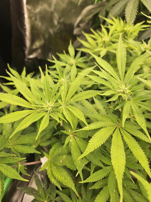 Geist Grow – Geist Grow OG S1. Week 10