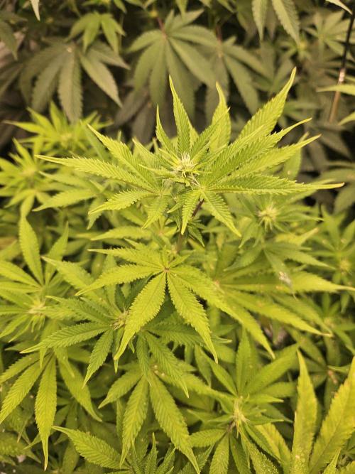 Geist Grow – Geist Grow OG S1. Week 10