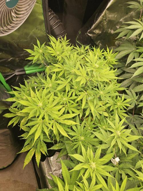 Geist Grow – Geist Grow OG S1. Week 10