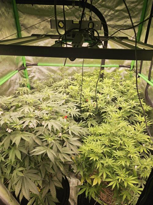 Zoapz 34 - HnnyHmp. Week 10