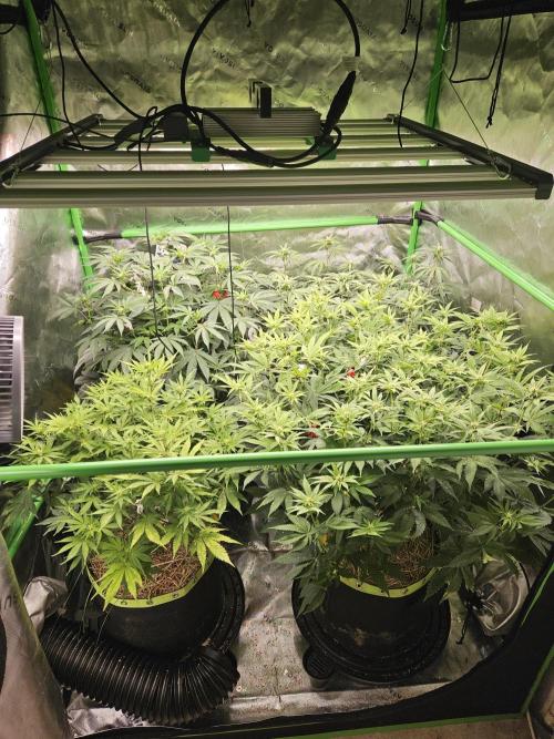 Zoapz 34 - HnnyHmp. Week 10