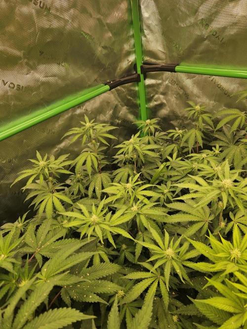 Zoapz 34 - HnnyHmp. Week 10