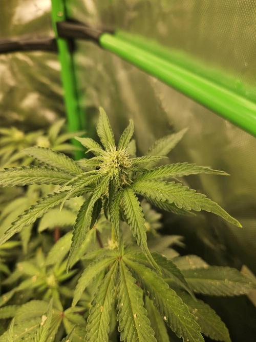 Zoapz 34 - HnnyHmp. Week 10