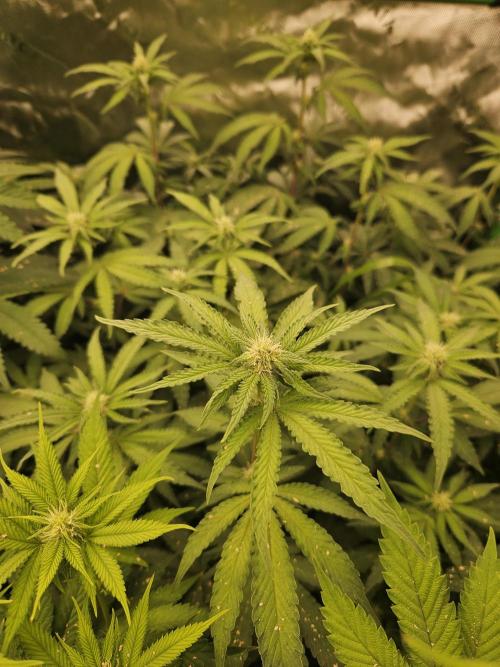 Zoapz 34 - HnnyHmp. Week 10