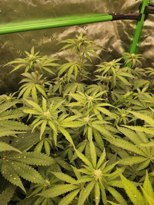 Zoapz 34 - HnnyHmp. Week 10