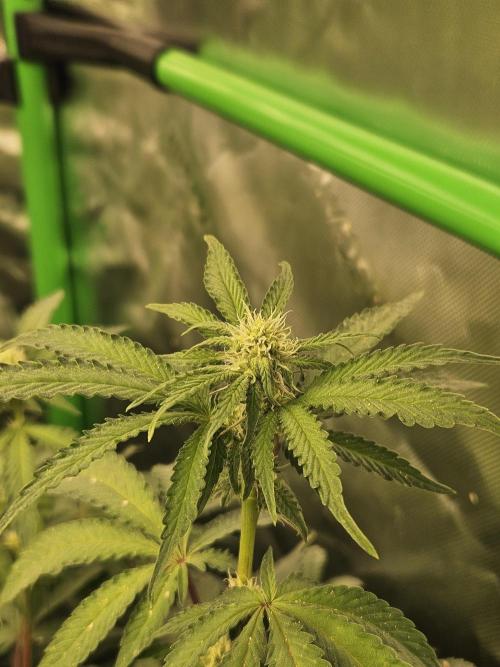 Zoapz 34 - HnnyHmp. Week 10