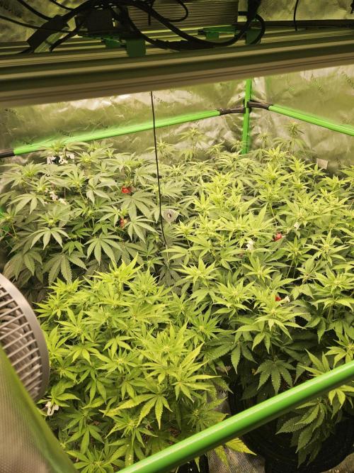 Gas Gimlet - Wizard Trees #3. Week 10