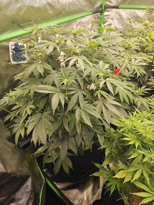 Gas Gimlet - Wizard Trees #3. Week 10