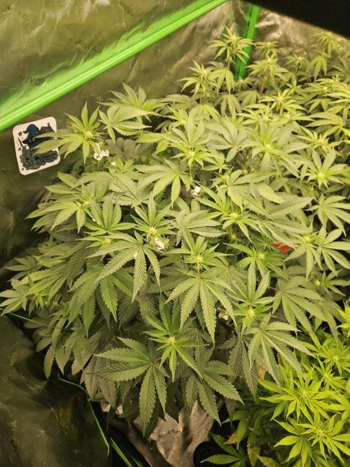 Gas Gimlet - Wizard Trees #3. Week 10