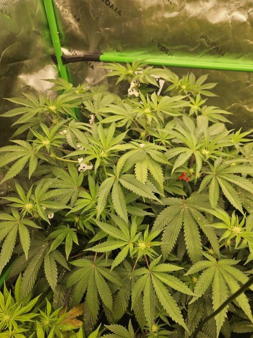 Gas Gimlet - Wizard Trees #3. Week 10