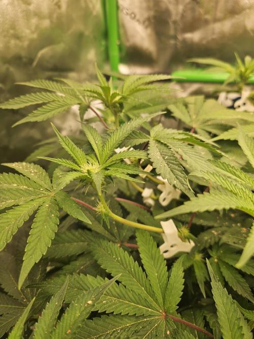 Gas Gimlet - Wizard Trees #3. Week 10