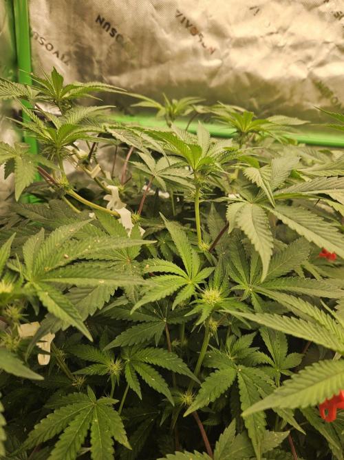 Gas Gimlet - Wizard Trees #3. Week 10