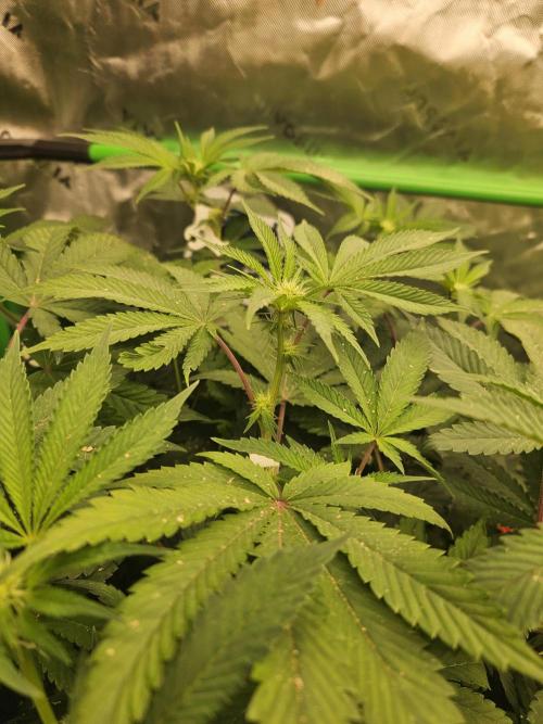 Gas Gimlet. Week 10