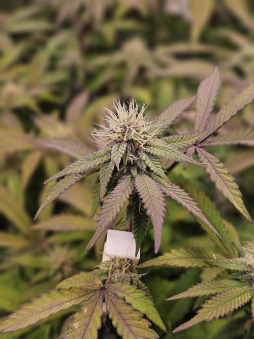 Slushberry Mintz - Outdoor vs Indoor. Week 16