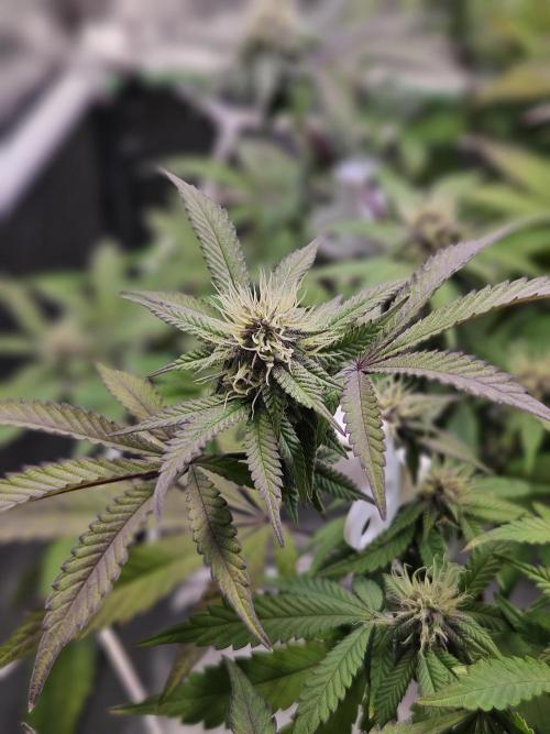 Slushberry Mintz - Outdoor vs Indoor. Week 16