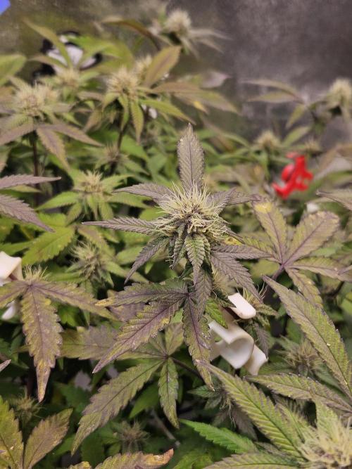 Slushberry Mintz - Outdoor vs Indoor. Week 16
