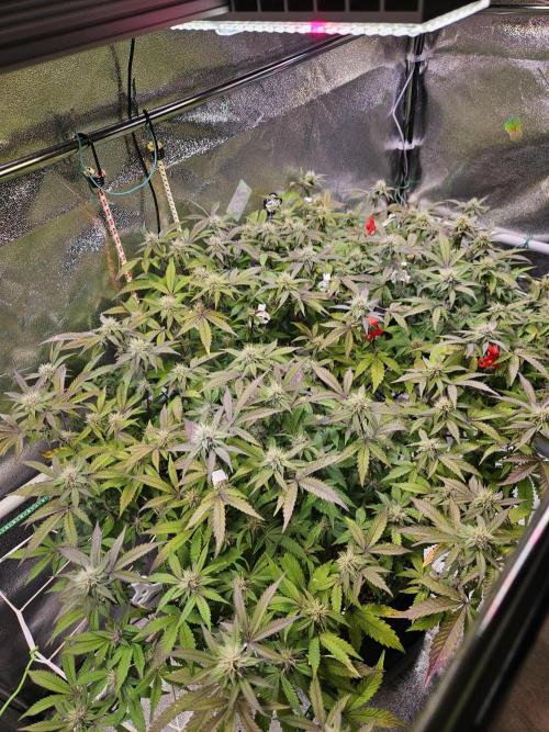 Slushberry Mintz - Outdoor vs Indoor. Week 16