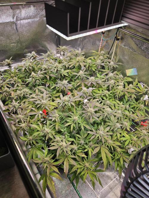 Slushberry Mintz - Outdoor vs Indoor. Week 16