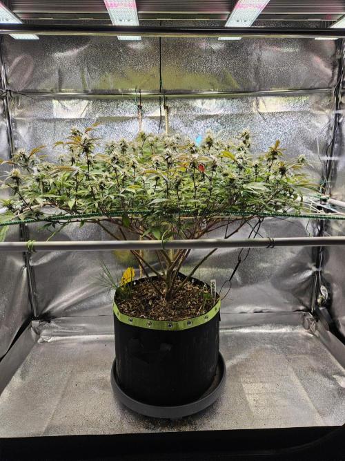 Slushberry Mintz - Outdoor vs Indoor. Week 16