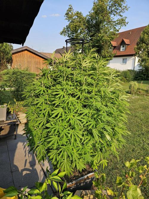 Slushberry Mintz - Outdoor vs Indoor. Week 16