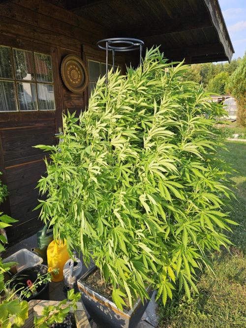 Slushberry Mintz - Outdoor vs Indoor. Week 16