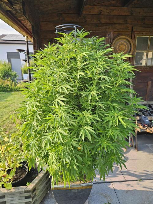 Slushberry Mintz - Outdoor vs Indoor. Week 16