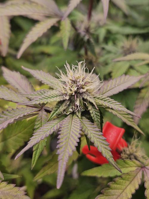 Slushberry Mintz - Outdoor vs Indoor. Week 16
