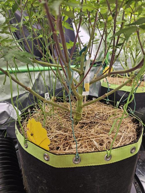 Geist Grow – Geist Grow OG S1. Week 11