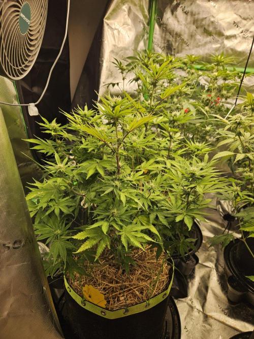 Geist Grow – Geist Grow OG S1. Week 11