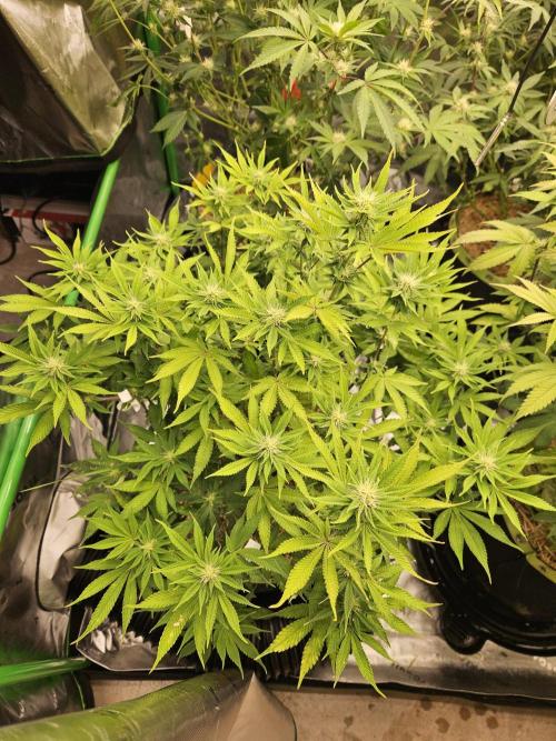 Geist Grow – Geist Grow OG S1. Week 11