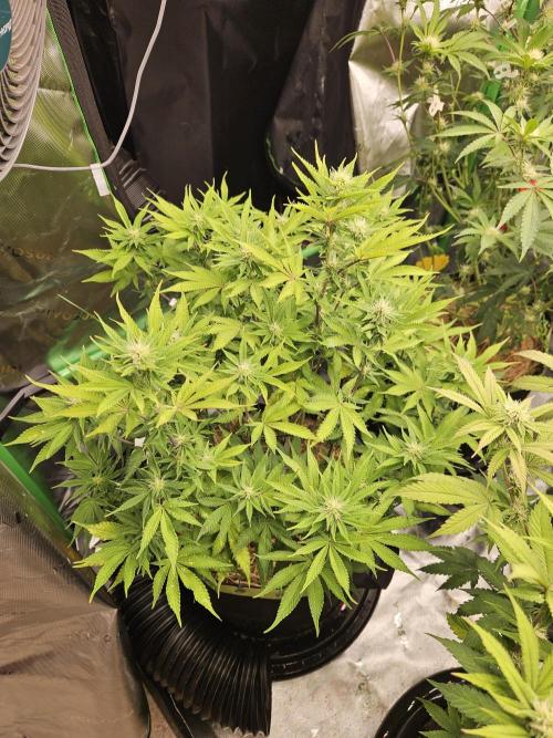 Geist Grow – Geist Grow OG S1. Week 11
